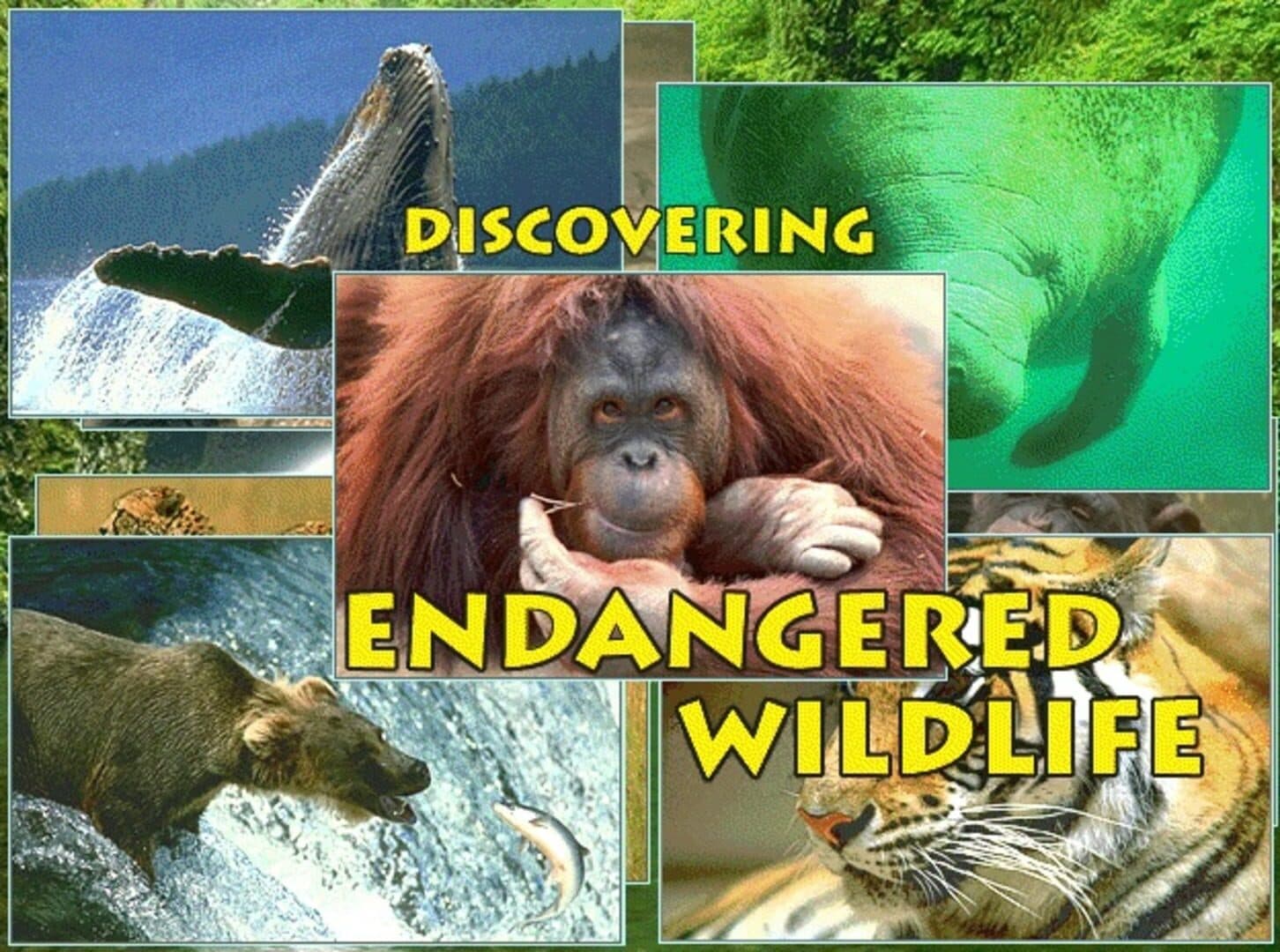 Discovering Endangered Wildlife screenshot 10